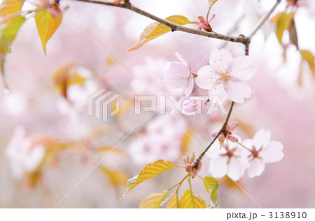 桜 3138910