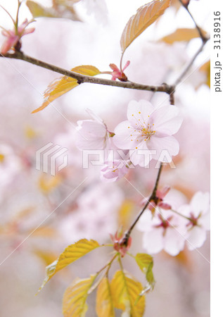 桜 3138916
