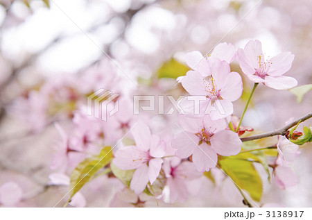 桜 3138917