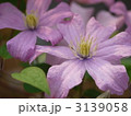 桃色クレマチス 3139058