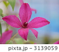 紅色クレマチス 3139059