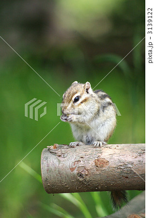 シマリス 3139122