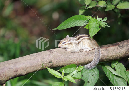 シマリス 3139213