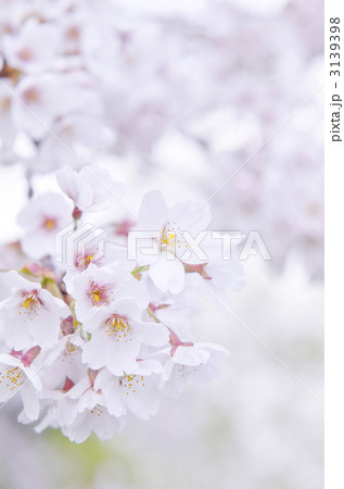 桜 3139398