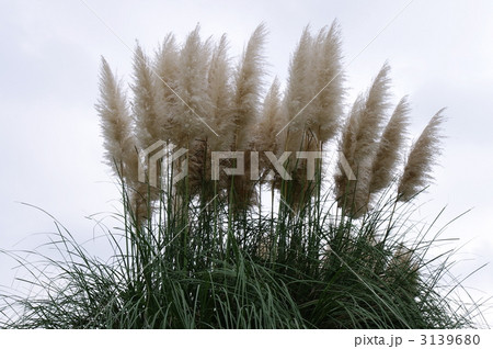 パンパスグラス 3139680