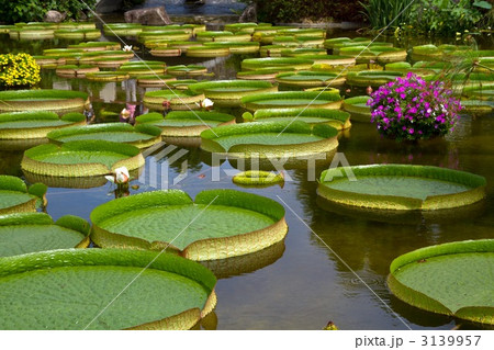 オオオニバス 3139957