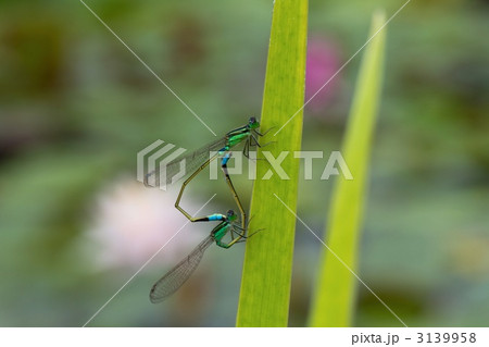 イトトンボの交尾 3139958