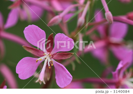 高原のヤナギランのアップ 3140084