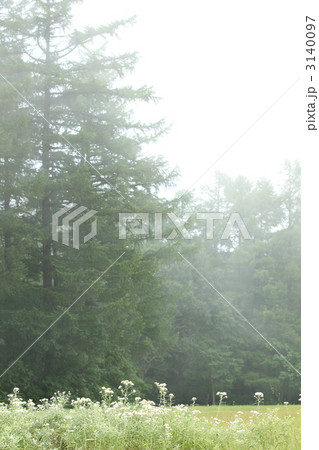 高原の霧とヤマハハコ 3140097