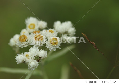 高原のヤマハハコ 高原のヤマハハコ 3140132