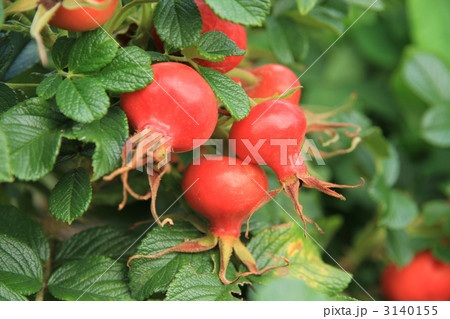 薔薇の花が散った後の実 フラウダグマーハストラップ の写真素材