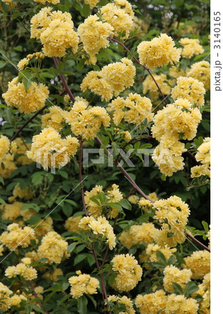 黄モッコウバラ 黄モッコウバラ 3140165