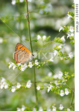 ベニシジミ 3140449