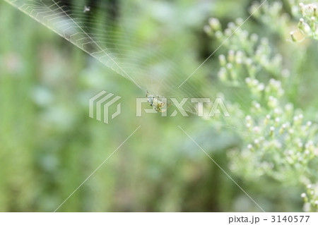 蜘蛛の巣 3140577