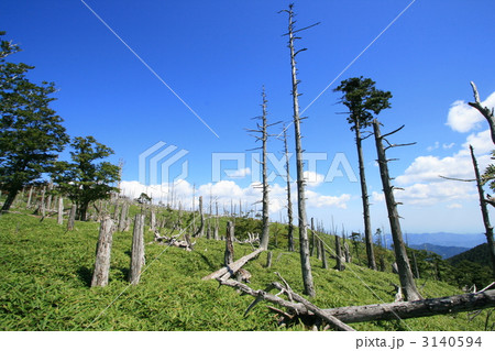 大台ヶ原の正木ヶ原 大台ヶ原の正木ヶ原 3140594
