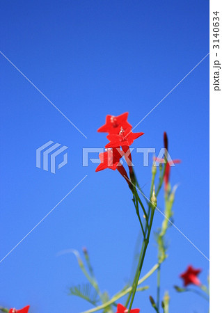 ルコウソウ ルコウソウ 3140634