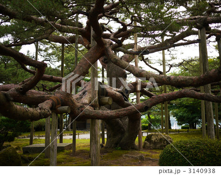 石川県 兼六園 御花松 手向けの松の写真素材