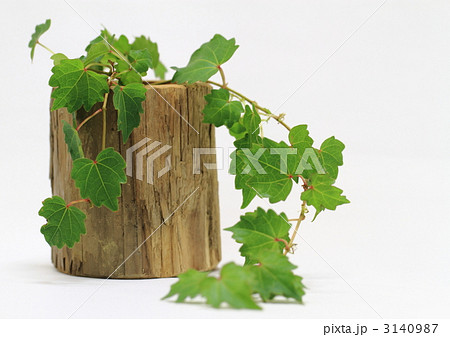 蔦の葉 蔦の葉 3140987