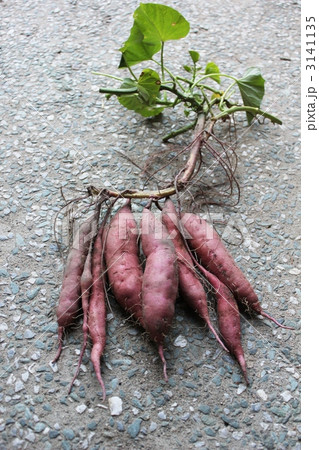 紅高系（べにこうけい） 3141135