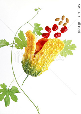 完熟苦瓜 3141185