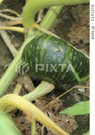 ミニカボチャ ミニカボチャ 3141219