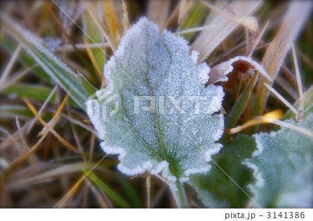 初霜に浮かぶ葉脈 3141386