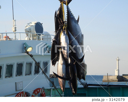 マグロ　水揚げ 3142079