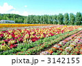 美瑛花畑 3142155