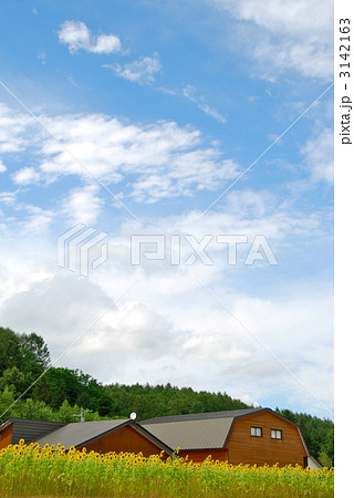 夏空とひまわり畑 夏空とひまわり畑 3142163