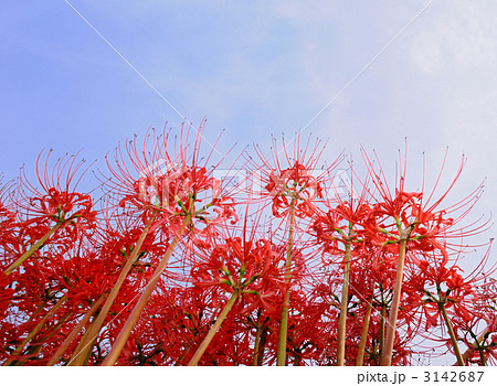 童話の村の彼岸花 3142687