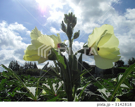 オクラの花はハイビスカスや綿の花に似ています オクラの花はハイビスカスや綿の花に似ています 3142818