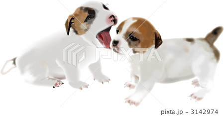 ジャック・ラッセル・テリア 3142974