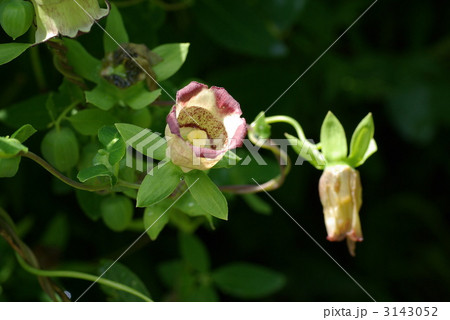 バアソブ 3143052