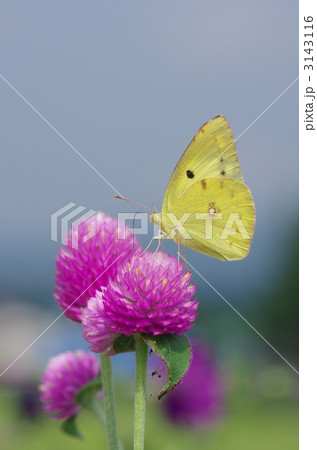 モンキチョウとセンニチコウ 3143116