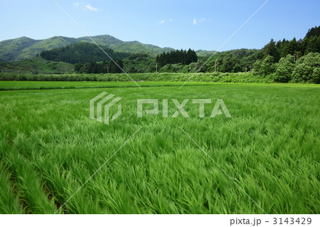 風が吹き抜ける東北の田園風景 風が吹き抜ける東北の田園風景 3143429