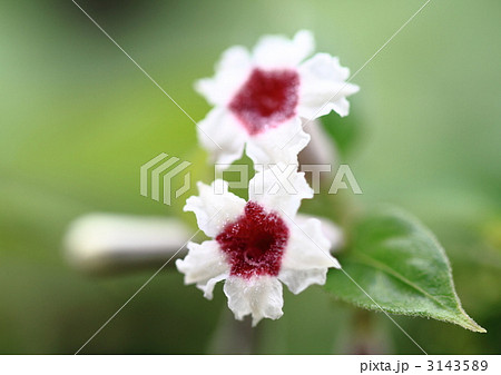 ヘクソカズラの小さな花の満開 ヘクソカズラの小さな花の満開 3143589