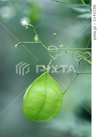 涼しげなフウセンカズラ 3143590