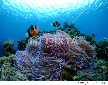 ハマクマノミ 3143611