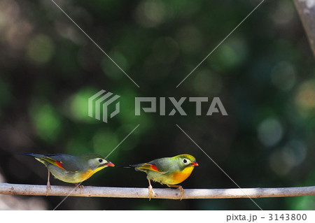 二羽のソウシチョウ 3143800