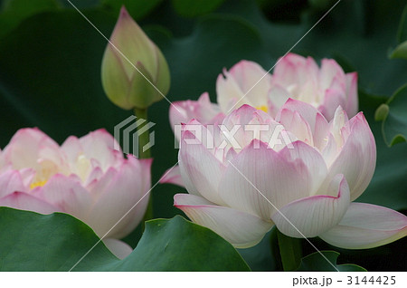 蓮  蕾と花 蓮  蕾と花 3144425