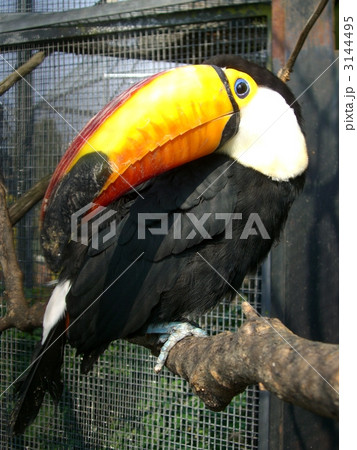 オニオオハシ 3144495