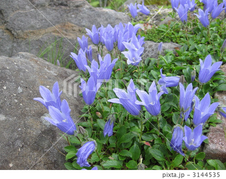 チシマギキョウ群生　横 3144535