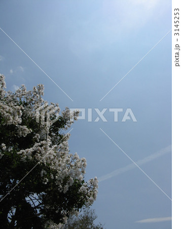 サルスベリ（白い花） 3145253