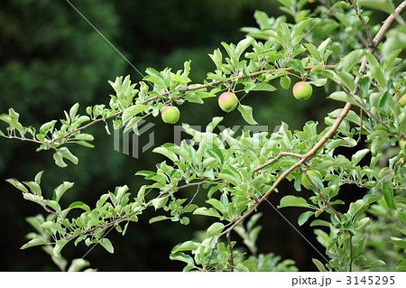 青リンゴ三兄弟 3145295