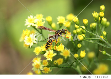 フタモンアシナガバチ 3145408
