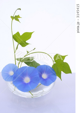 朝顔 朝顔 3145415