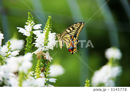 アゲハ蝶 3145778