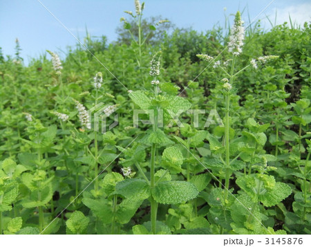 野生のミント。ハッカとも言う。 3145876