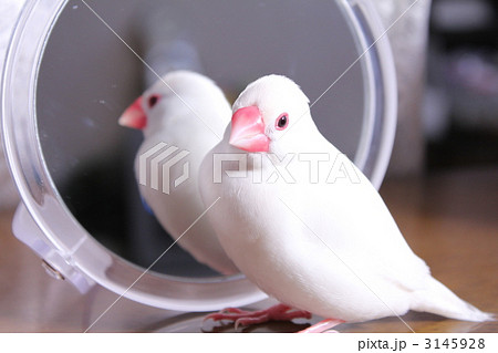 鏡の前でリラックス 文鳥のぶんちゃん 鏡の前でリラックス 文鳥のぶんちゃん 3145928