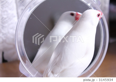 鏡に映る白文鳥に向かって求愛する 文鳥のぶんちゃんの写真素材